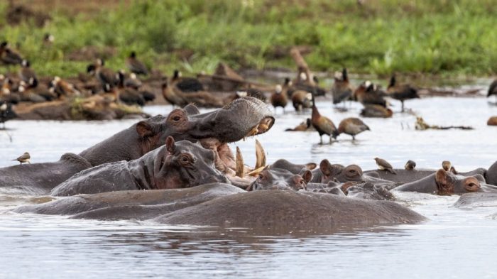 lake-manyara-national-park-safari-guide-1515999754-1000X561