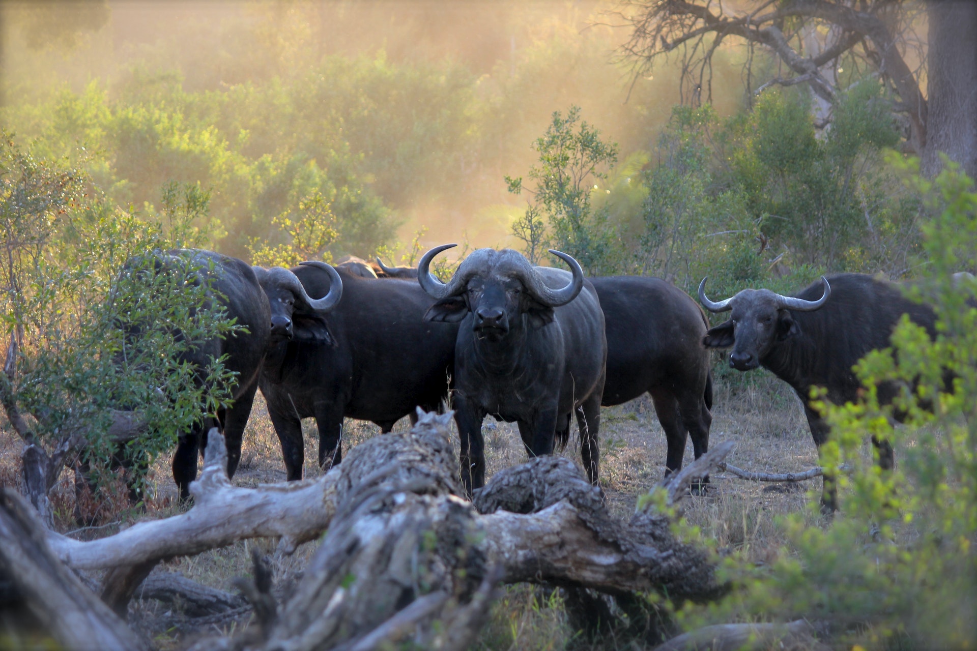 herd-of-black-water-buffaloes-797677