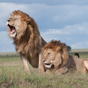 Male Lions